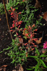 Dropplant rood vlindertuin 