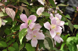 roze clematis