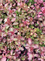 Roze vetkruid - Sedum spurium 'Fuldaglut'