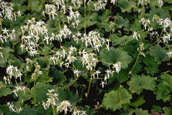 Steenbreek - Saxifraga cortusifolia 'Maigrün'