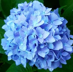Nikko blaue Hortensie für den Schatten