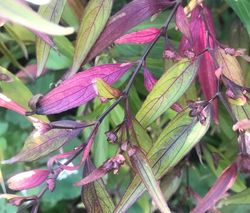 Trompetkruid borderplanten vaste plant