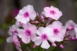 Bloei Herfstsering Phlox paniculata