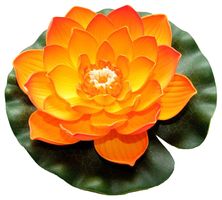 Velda Drijvende Vijverplant Lotus Oranje 20 cm
