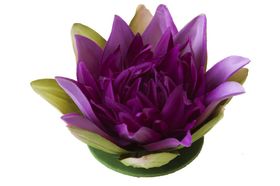 Velda Drijvende Vijverplant Lotus Paars 10 cm