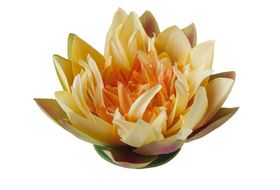 Velda Drijvende Vijverplant Lotus Geel 17 cm