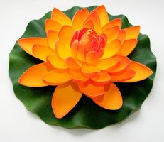 Velda Drijvende Vijverplant Lotus Oranje 28 cm