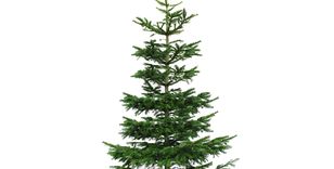 Nordmann kerstboom 300 - 325 cm online bestellen