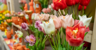 kunst-tulpen
