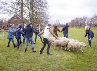 schapendrijven training