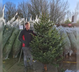 Goed doen Publiciteit snijder Echte Kerstboom Nordmann Spar A-Kwaliteit 225 - 250 cm gezaagd