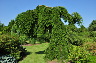 Nordmann Spar - Abies Nordmanniana 'pendula' Treurboom