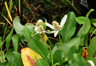 Hagedisstaart - Anemopsis Californica Saururacea