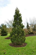 Austrocedrus chilensis