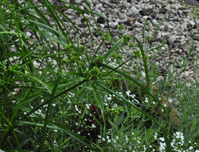 parapluplant - Cyperus Alternifolius