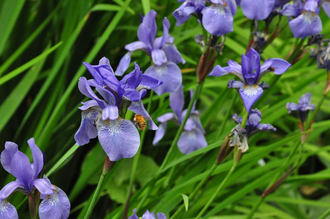 Siberische Lis - Iris Sibirica 'Blue King'