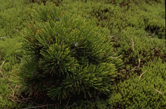 Slangenhuidden - Pinus leucodermis 'Schmidtii'