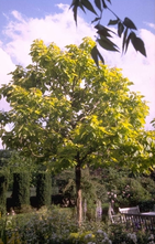 Trompetenbaum - Catalpa bignonioides 'Aurea' kugelförmiger Baum am Baumstamm