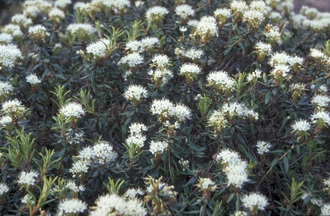 Moerasrozemarijn - Ledum groenlandicum