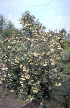 Weiße Eberesche - Sorbus koehneana