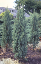 Jeneverbes - Juniperus scopulorum 'Blue Arrow'