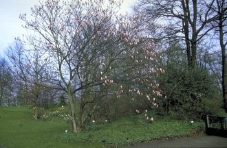 Biberbaum - Magnolia 'Heaven Scent' Standard 250-300 cm