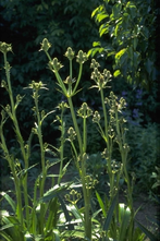 Kruisdistel Eryngium 'agavifolium'