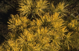 Grove den - Pinus sylvestris 'Aurea'