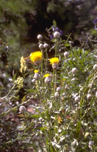 Korenbloem - Centaurea glastifolia