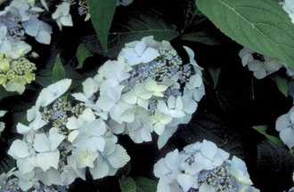 Hortensia - Hydrangea serrata 'Blue deckle'
