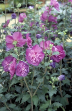 Heemstroos - Hibiscus syriacus 'Purple Ruffles'