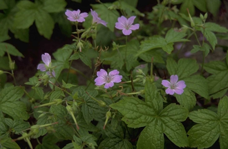 Knopige Ooievaarsbek - Geranium nodosum