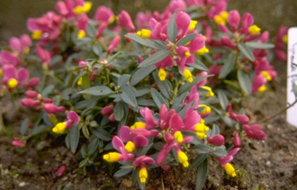 Vleugeltjesbloem - Polygala chamaebuxus 'Grandiflora'