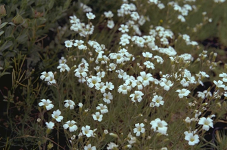 Veldmuur - Minuartia capillacea