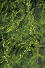 Zypresse Zeder - Cedrus libani subsp. brevifolia