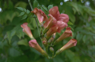 Alant - Inula hookeri plant