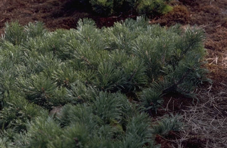 Latschenkiefer - Pinus mugo 'Krauskopf'