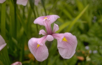 Iris laevigata 'Rosenkönigin