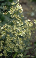 Zigadenus - Zigadenus elegans