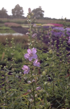 Prachtklokje - Campanula persicifolia subsp. sessiliflora