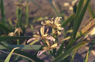 Stinkende Schwertlilie - Iris foetidissima