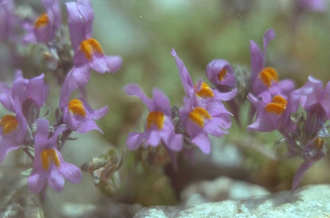 Vlasleeuwenbek - Linaria alpina