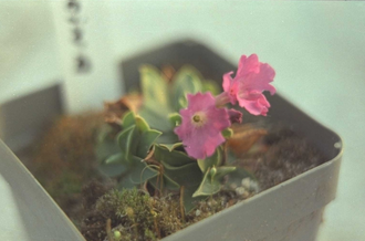 Schlüsselblume - Primula glaucescens subsp. calycina