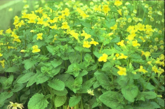 Maskerbloem - Mimulus luteus