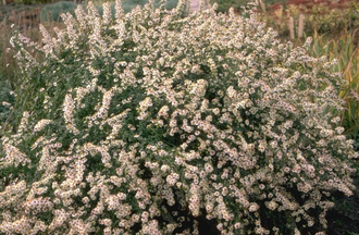 Aster ericoides 'Schneetanne'