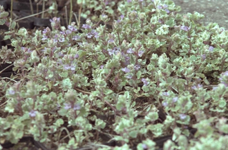 Glechoma hederacea 'Variegata'