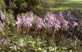 Hartlelie - Hosta minor