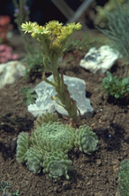 Huislook - Sempervivum ciliosum var. borisii