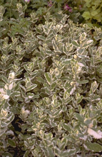 Wollige munt - Mentha x rotundifolia 'Variegata'