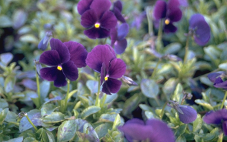 Viooltje - Viola 'Lord Nelson'